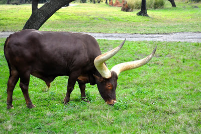 Watusi cattle