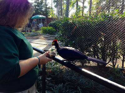 Busch Gardens Williamsburg