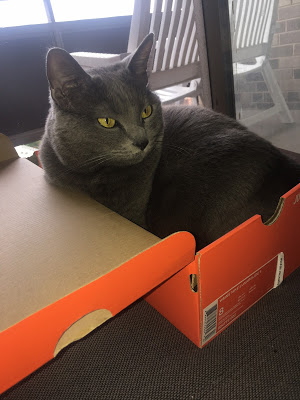 Cat in a box