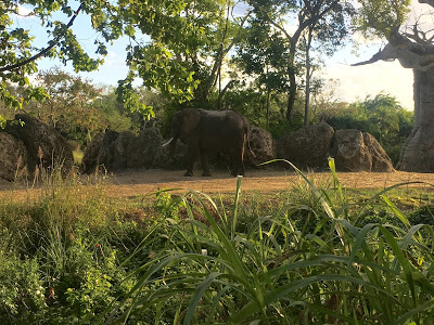 Caring for Giants