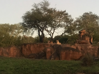 WDW Trip report lions