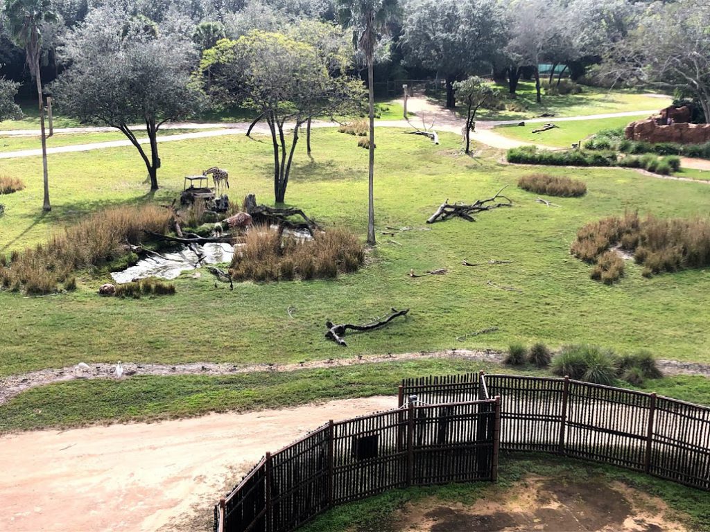 Animal Kingdom lodge savanna view