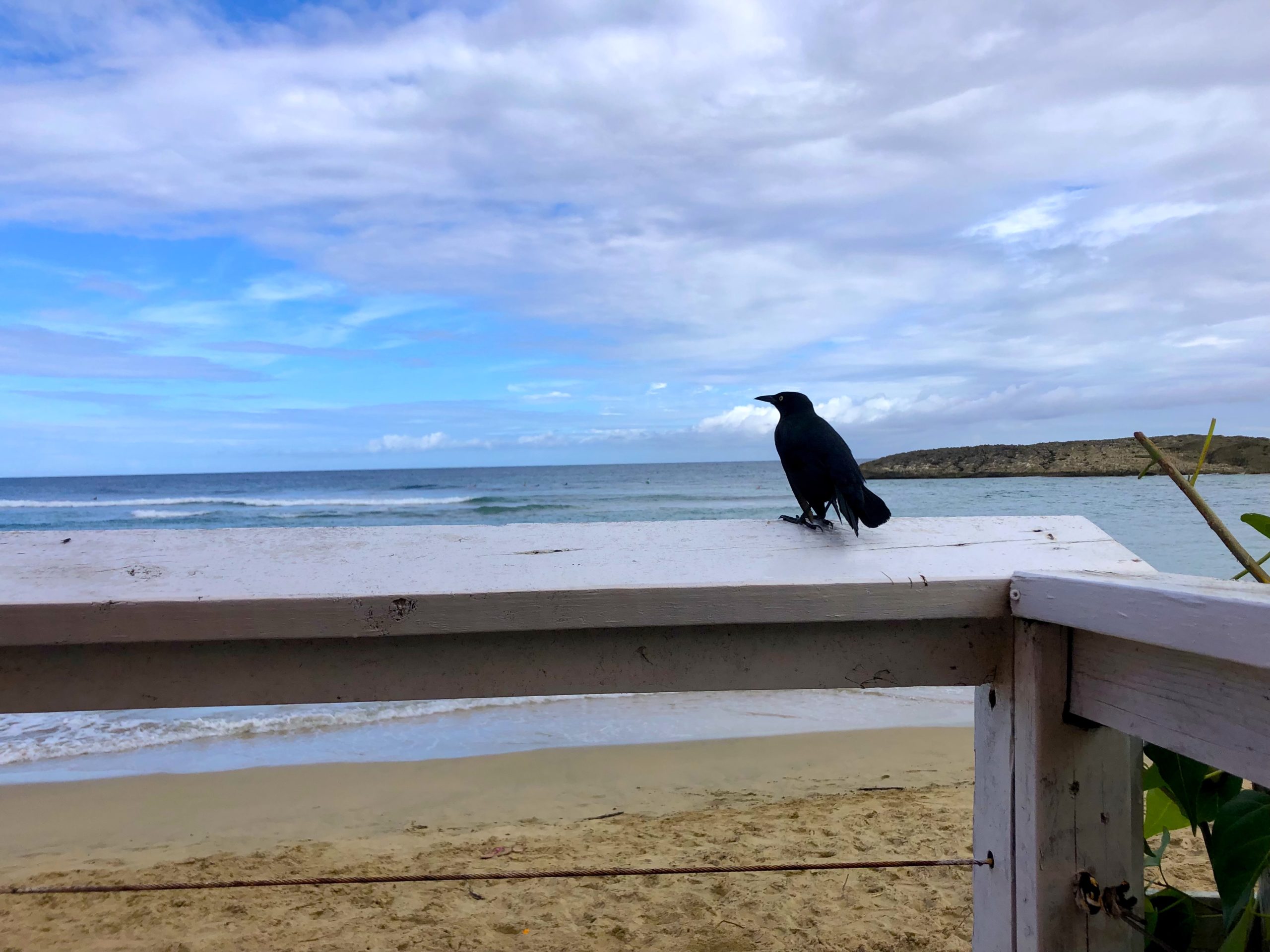 Isabela grackle