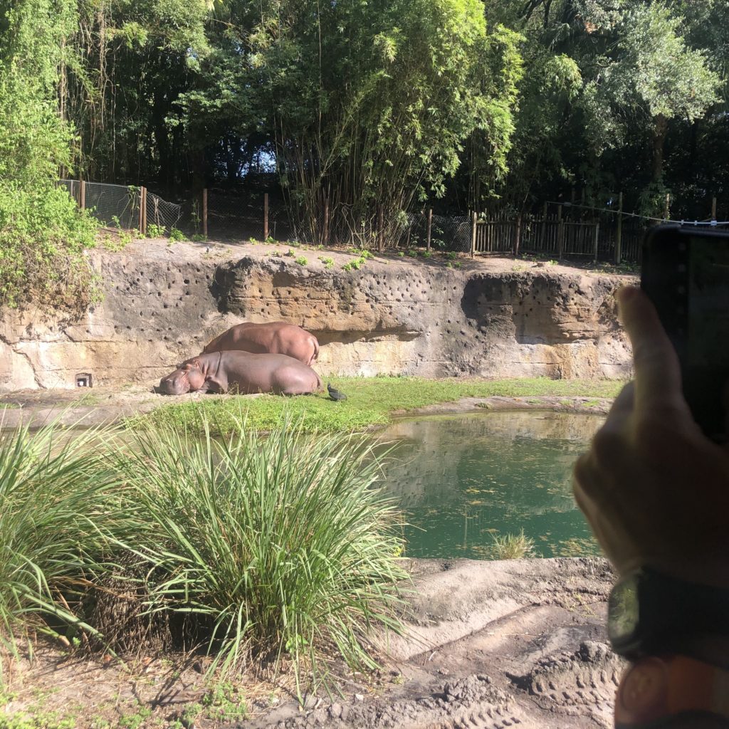 Kilimanjaro Safaris hippos