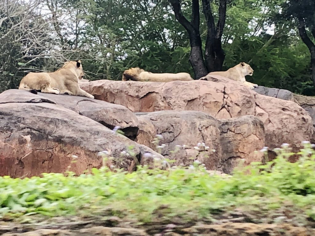 Kilimanjaro Safaris lions