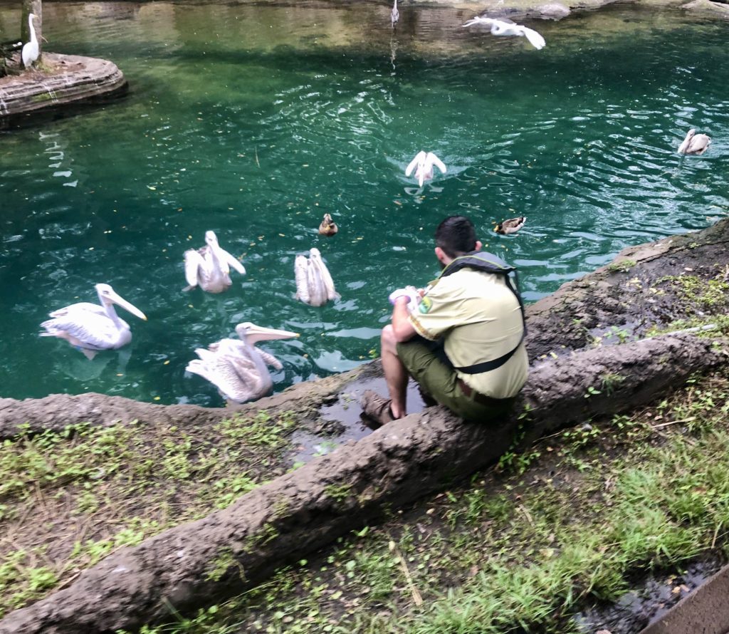 Kilimanjaro Safaris pelicans